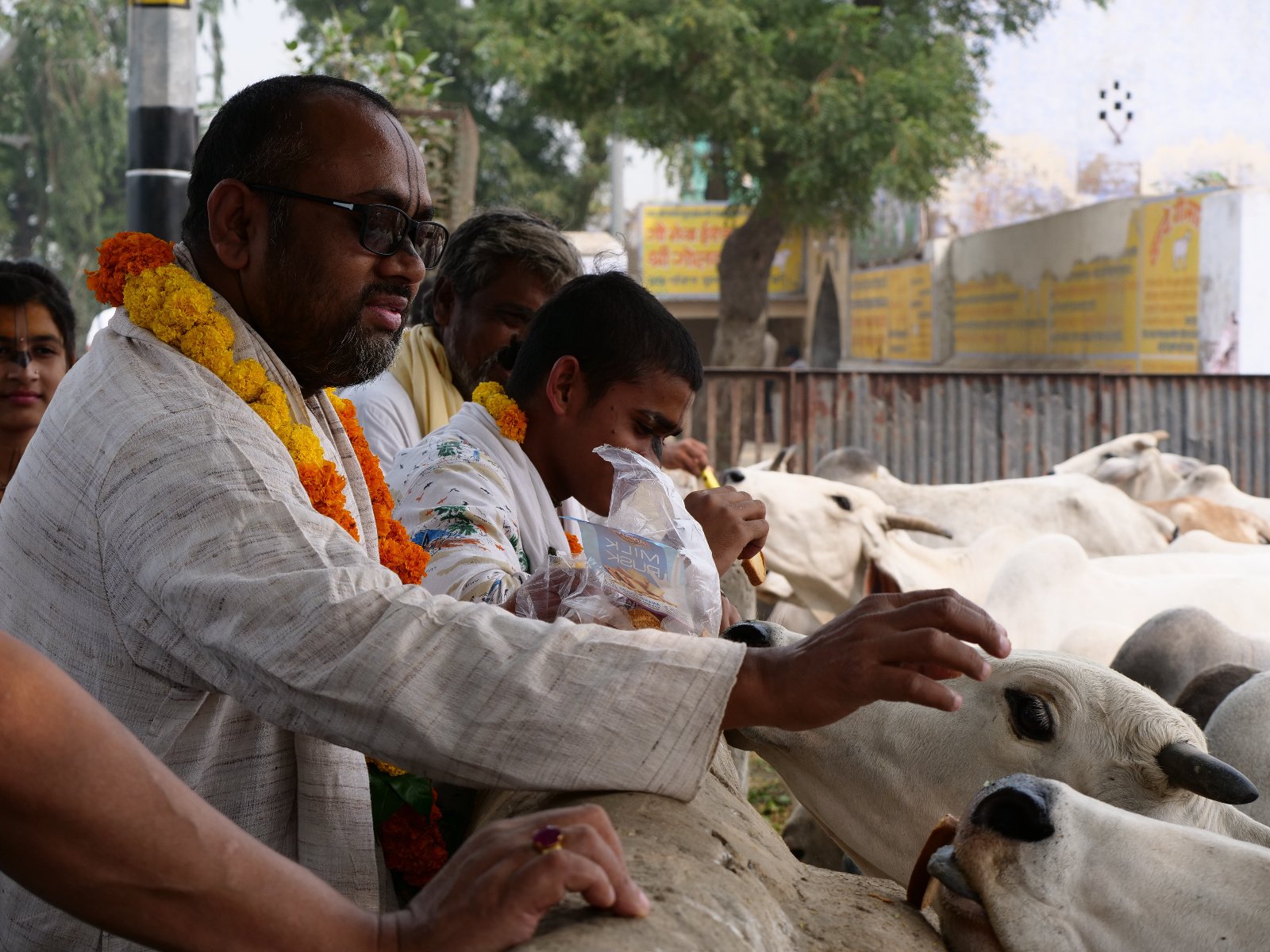  236 Gopashtami Radha kunda Govardhan 19.11.04